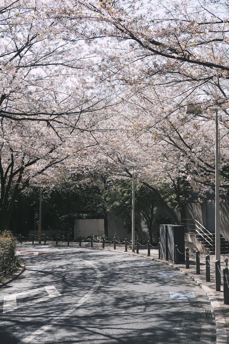 Cherry Blossom Beside the Road