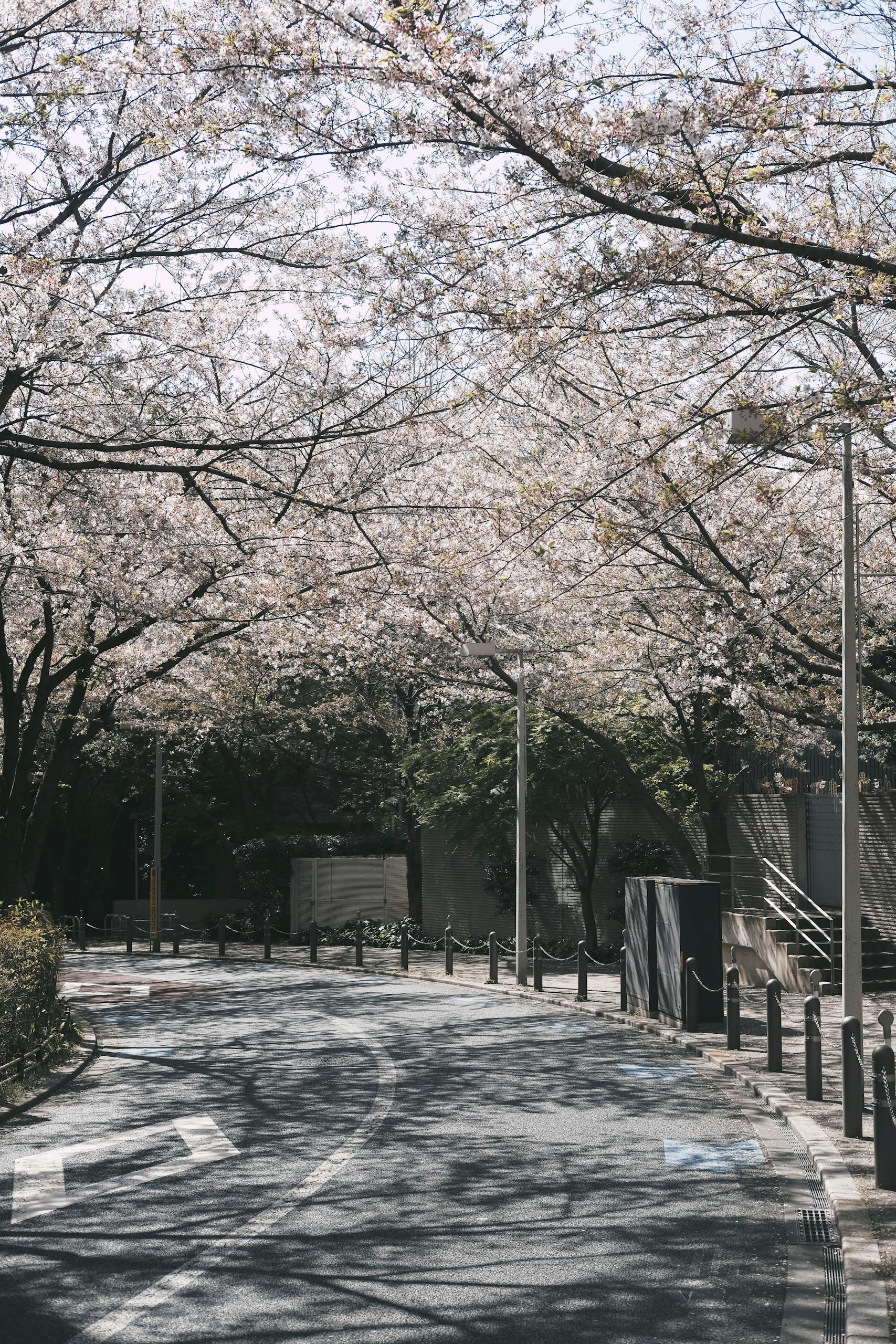 Cherry Blossom Beside the Road